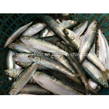 Sardina congelada de alta calidad de los pescados de los mariscos para el cebo (Sardinella aurita)